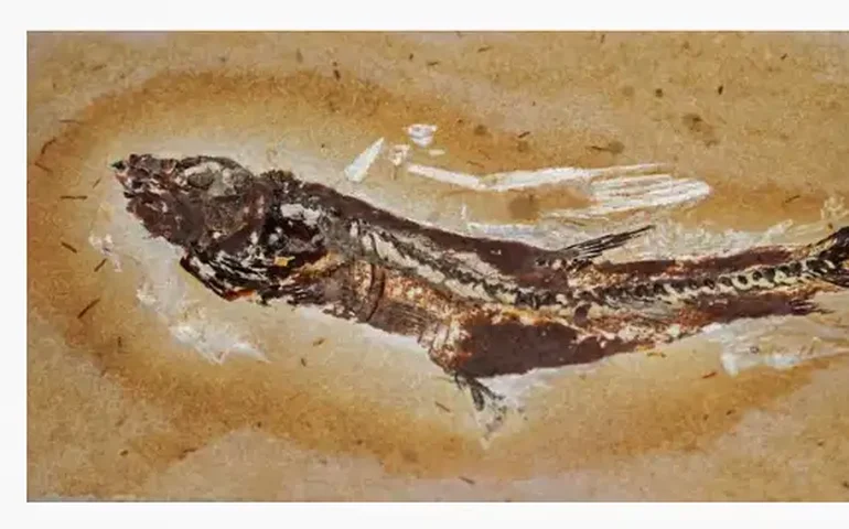 Fósseis roubados da Chapada do Araripe são devolvidos ao Brasil