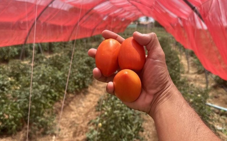 Hortaliças registram queda nos principais mercados atacadistas em setembro, mostra Conab