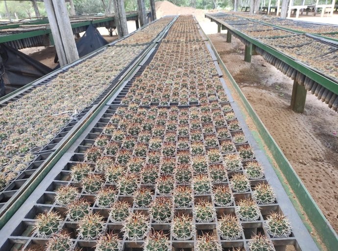 AXIA Energia doa 132 mil mudas para a recuperação da Caatinga no Nordeste em 2025