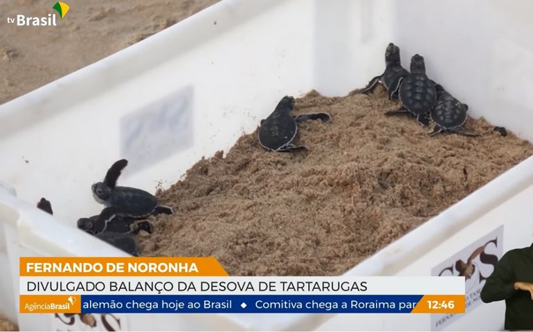 Tamar divulga balanço da desova de tartarugas em Fernando de Noronha
