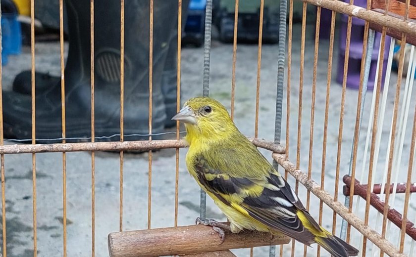 Aves ameaçadas de extinção são apreendidas em Murici