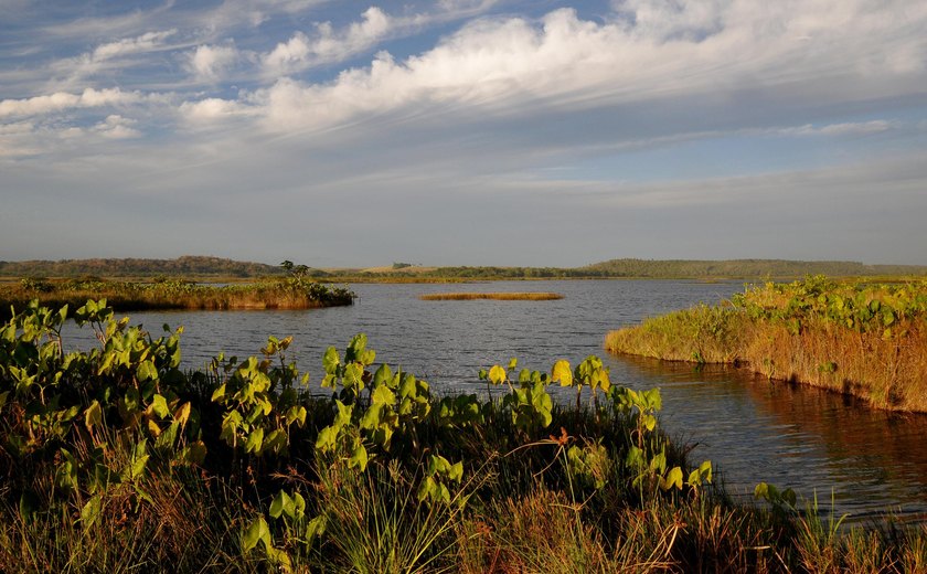 Conheça a APA Marituba do Peixe: área de proteção conhecida como pantanal alagoano