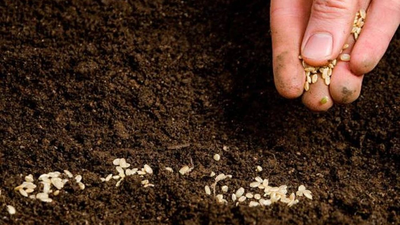 Plano Nacional de Fertilizantes será lançado no dia 11, diz ministério