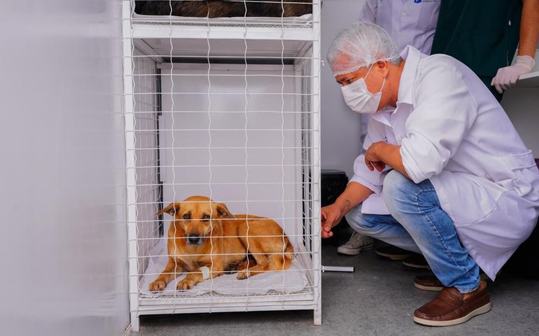 Meu Amigo Pet retoma castrações gratuitas para animais em situação de abandono