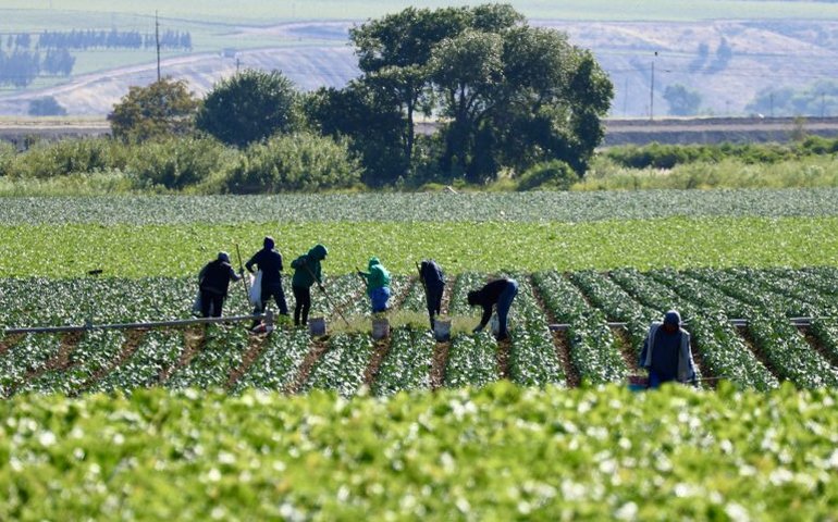 Comissão debate regras para contratação temporária de trabalhadores rurais