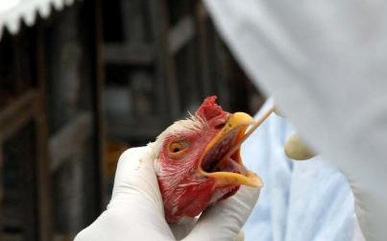 Gripe Aviária registra primeira morte em nove meses no Vietnã