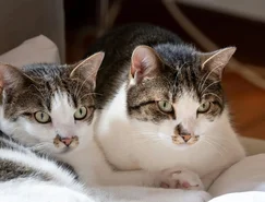 Cuidado gastrointestinal define a saúde de cães e gatos - Pexels (2).jpg 