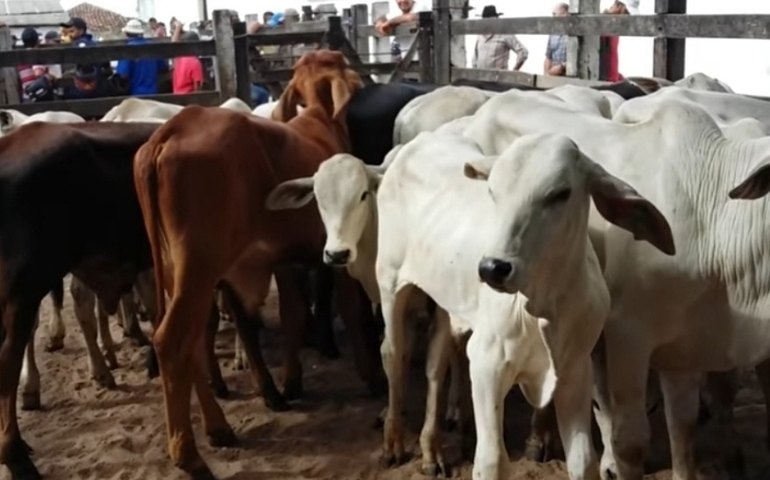 Feira do Gado de Canafístula de Frei Damião voltará a ser realizada na segunda-feira