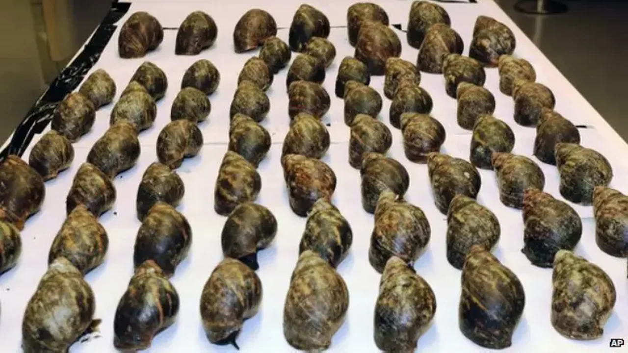EUA: noventa caracóis gigantes africanos são apreendidos vivos em Aeroporto