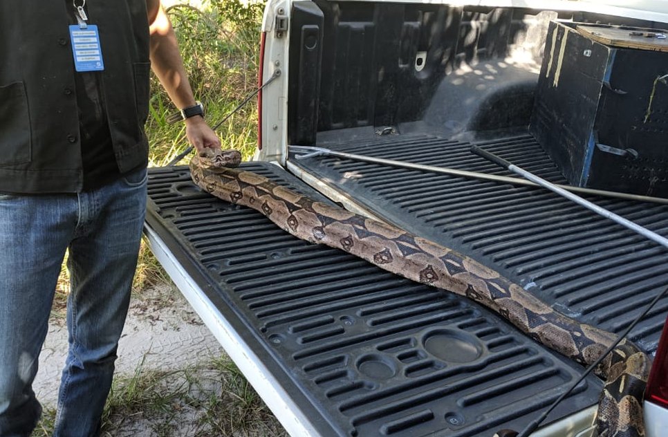 ADEMA RESGATA COBRA