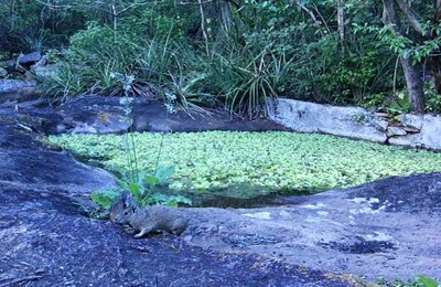 Refúgios Morros do Craunã e do Padre garantem a proteção da fauna silvestre em Alagoas