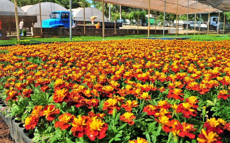 Nova lei institui política nacional para setor de flores e plantas ornamentais