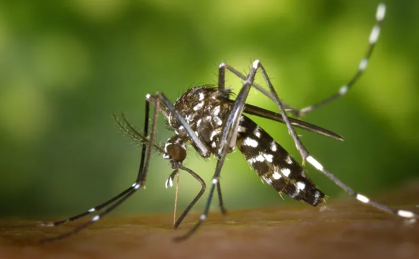 Casos de Dengue Sobem para Quase 20 Mil em 2024