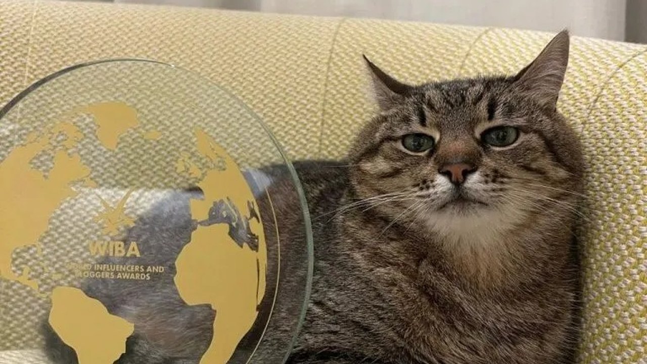 Stepan, gato influenciador ucraniano, recebe prêmio em Cannes
