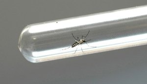 DENGUE
