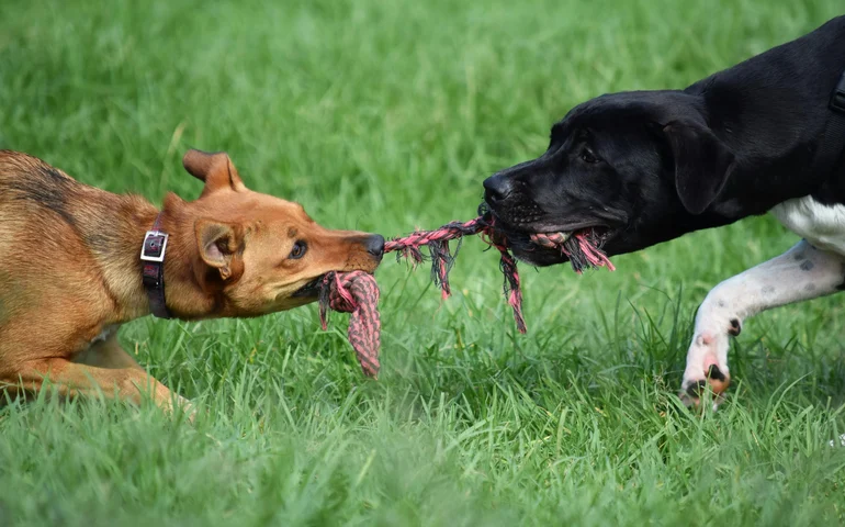 Encontros, presentes e convivência no amigo secreto dos tutores de pets