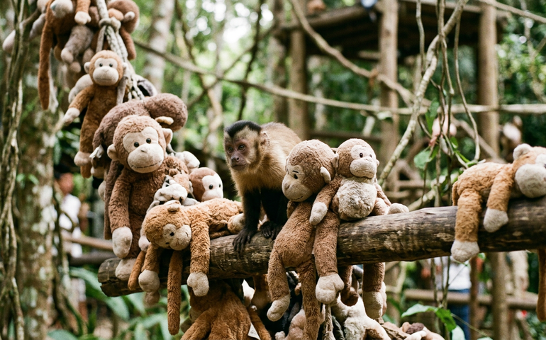 Onde está Punch? Web lança desafio inspirado em macaquinho que viralizou nas redes