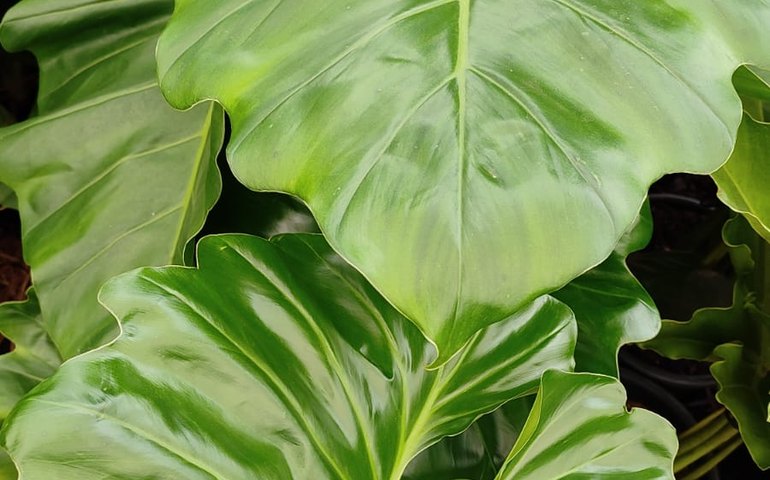 Fim de semana em São Paulo terá workshop gratuito sobre cultivo de plantas