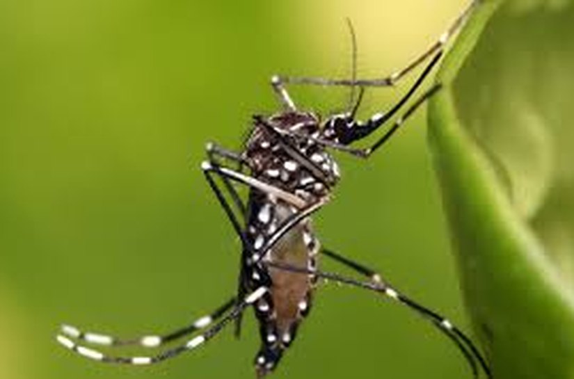 Aedes aegypti: alerta da CNM sobre falta de Agentes de Combate a Endemia e larvicida eficiente