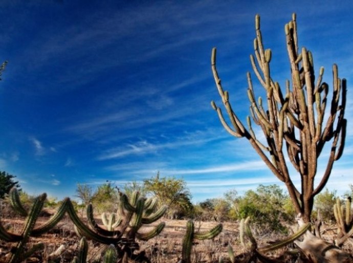 Seminário e curso internacional sobre o Semiárido serão promovidos