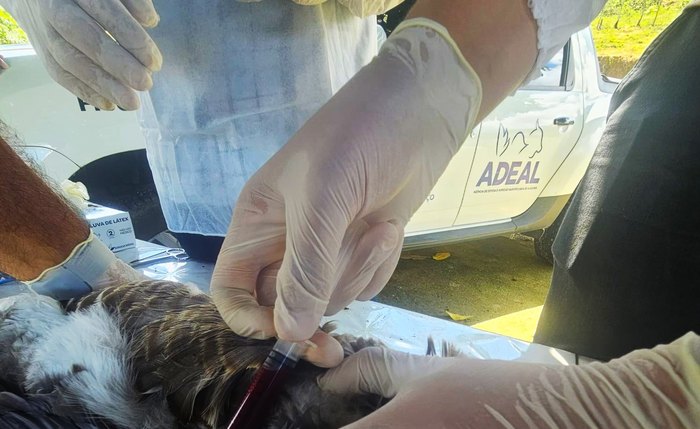 O levantamento busca fortalecer a vigilância sanitária e prevenir a disseminação de doenças que podem afetar a produção avícola