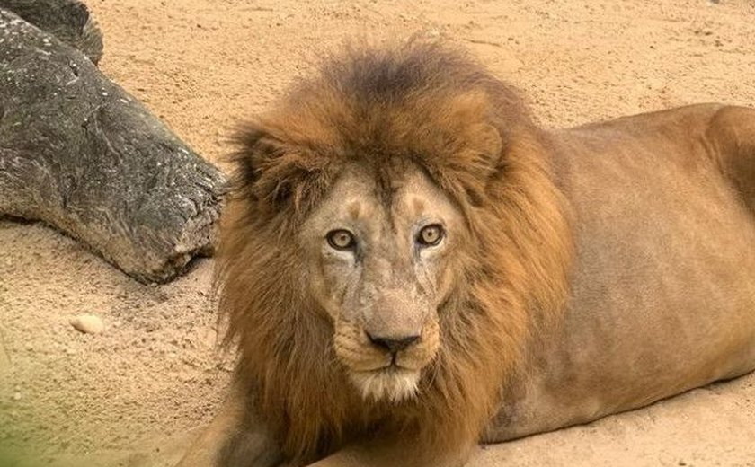 Com idade avançada, Leão do Zoológico de Sergipe ainda é o xodó do parque
