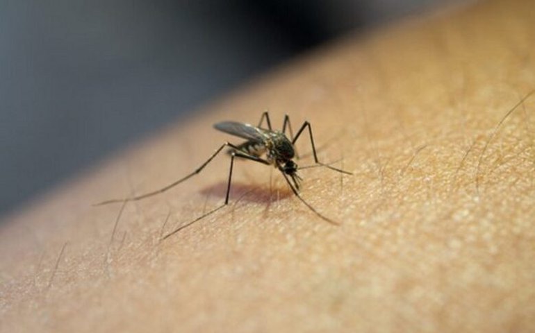 Arapiraca realiza grande mobilização contra o Aedes aegypti nesta sexta-feira (26)