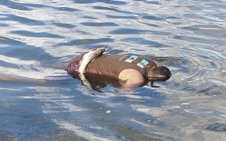 PC investiga morte de jovem encontrado com marcas de tiros no Vergel do Lago