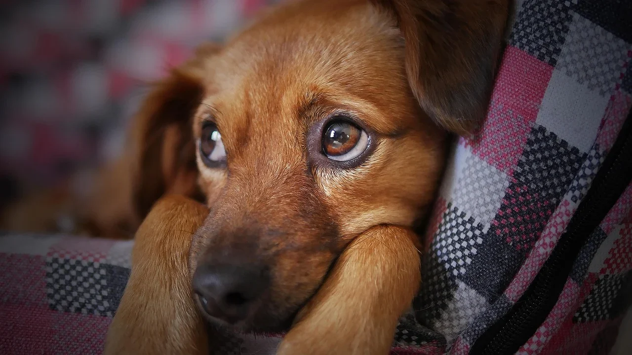 O que as convulsões revelam sobre a saúde dos cães