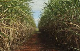 Safra de cana-de-açúcar deve ultrapassar 637 milhões de toneladas