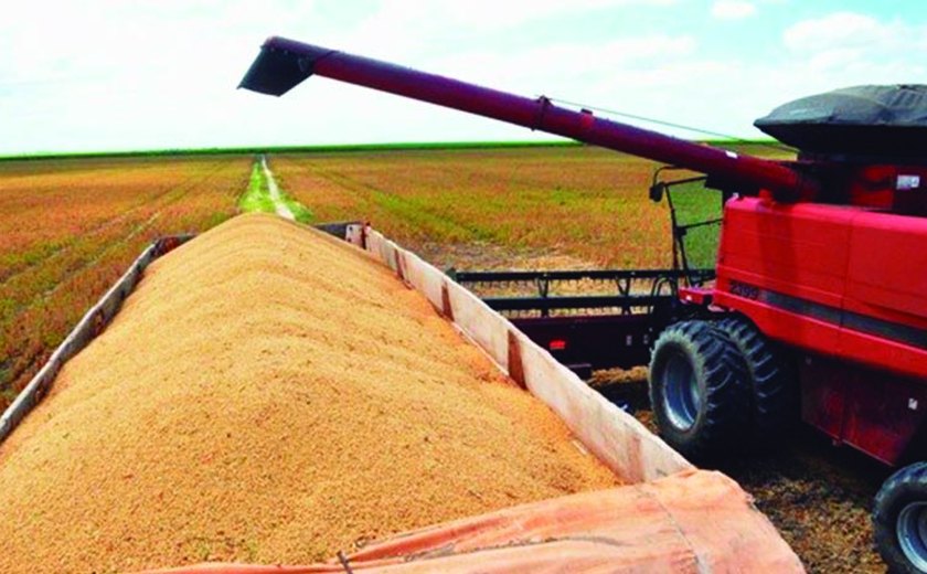 Alagoas promove última colheita de soja em 2015 na sexta (13)