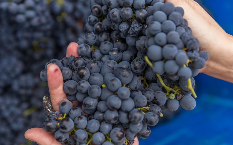 Alentejo celebra época das vindimas com experiências autênticas