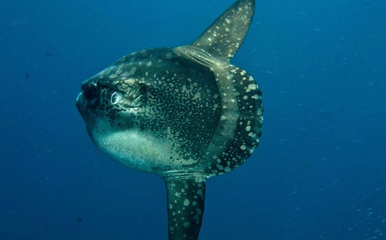 Peixes são capazes de distinguir pessoas por suas roupas, diz estudo