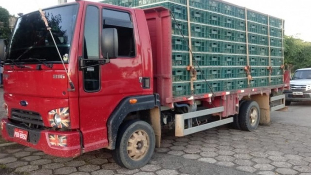 Operação integrada apreende cerca de 9 mil aves sem nota fiscal em Alagoas