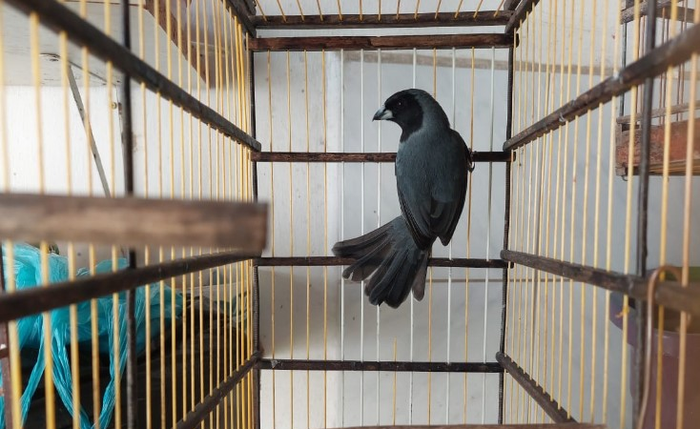Trezentas e seis aves foram apreendidas