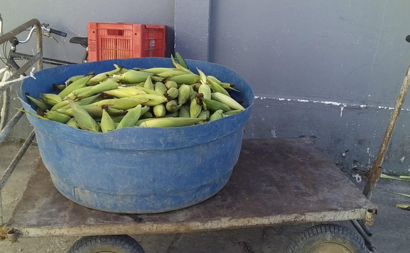 Apenados plantam milho e colhem 4 mil espigas da horta do sistema prisional