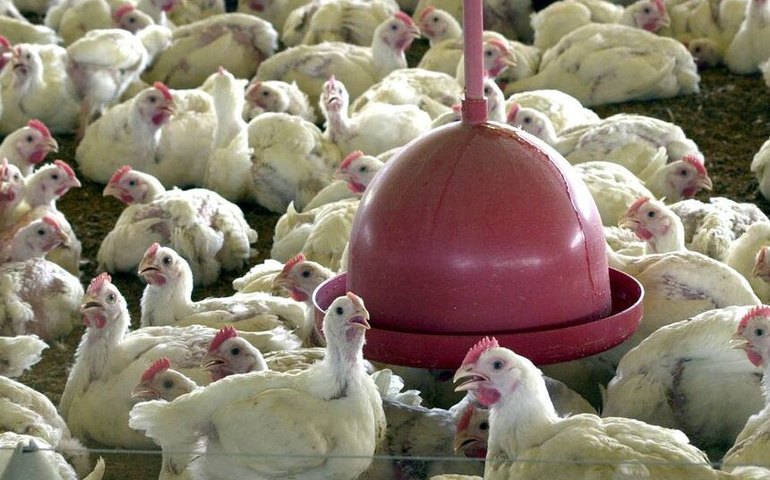 MP que liberou crédito contra a gripe aviária chegou ao Senado e vence na terça