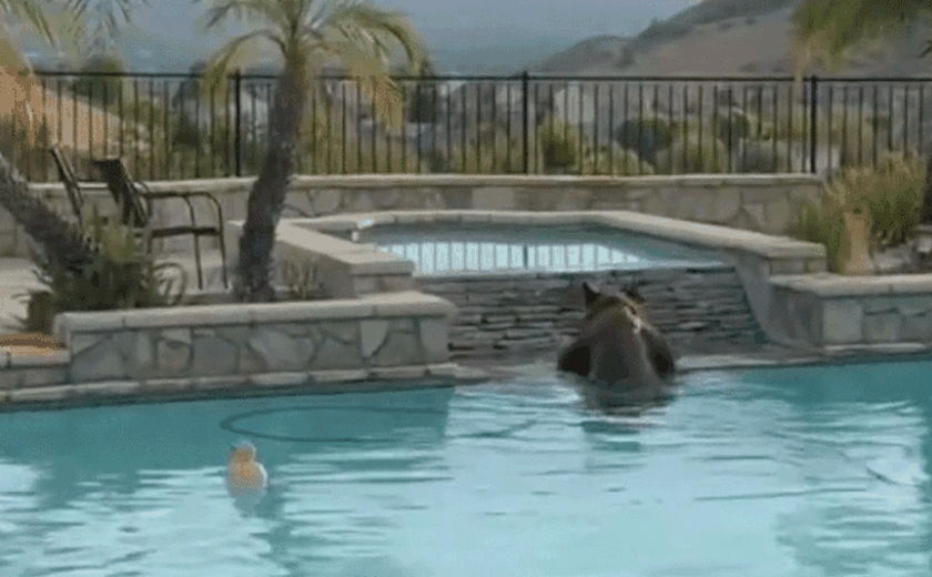 Urso mergulha em piscina de casa na Califórnia para fugir da onda de calor