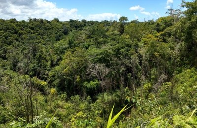 Alagoas zera, pela primeira vez, o desmatamento da Mata Atlântica