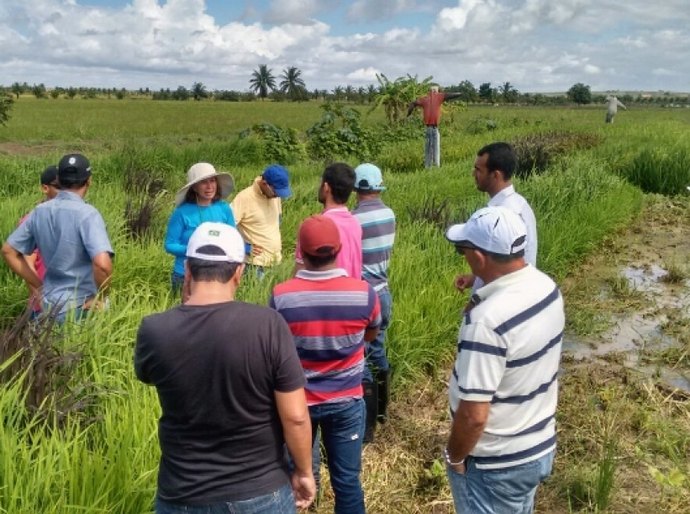 Agricultores e técnicos de assistência aprendem sobre doenças do arroz