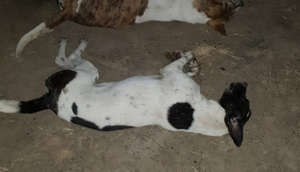OAB investiga suposto envenenamento de cães em Moita Bonita