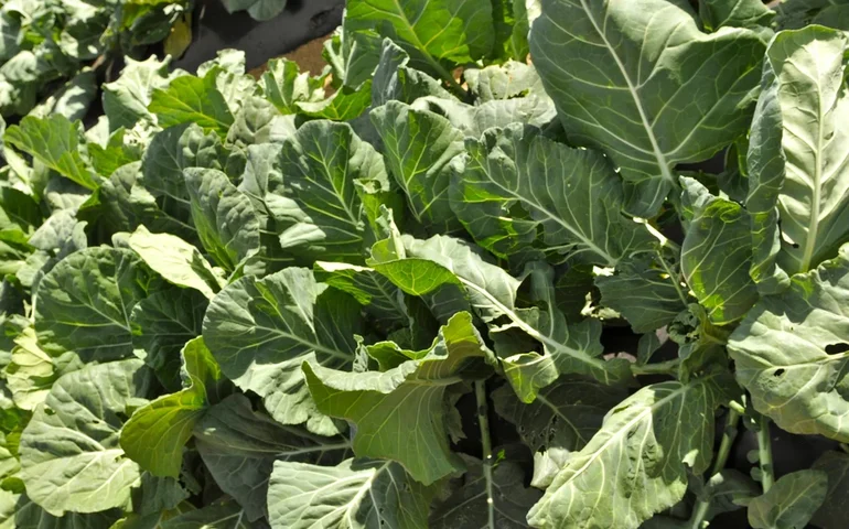 Morre mulher internada após ingerir planta tóxica que foi confundida com couve em Minas Gerais