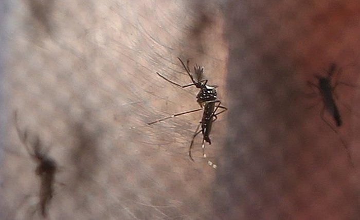 Mosquitos são os transmissores das três principais arboviroses que circulam todos os anos no Brasil
