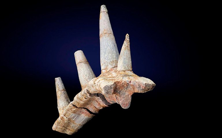 Fóssil de dinossauro blindado revela espinhos gigantes no pescoço e muda visão sobre evolução dos anquilossauros