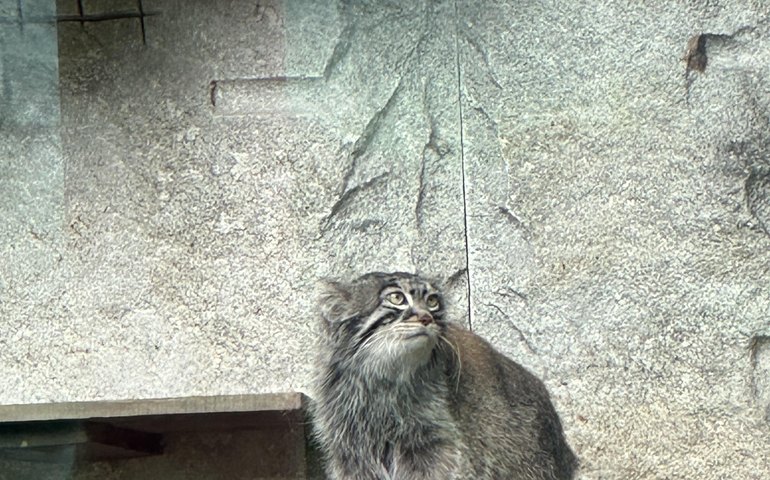 Timosha, o novo crítico de arte do Zoológico de Moscou