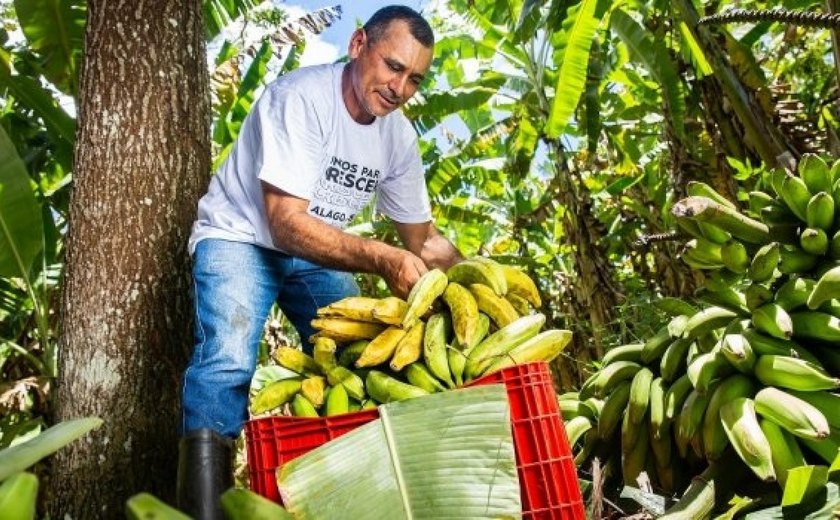 Cooperativas da agricultura familiar contribuem para o combate à insegurança alimentar em Alagoas