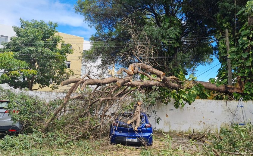 Três carros são atingidos após queda de árvore em condomínio de Maceió