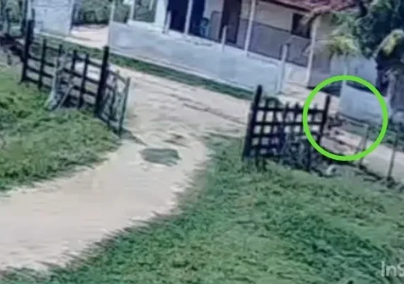 Menino impede tragédia ao salvar primo de 5 anos de manada em Palmeira dos Índios