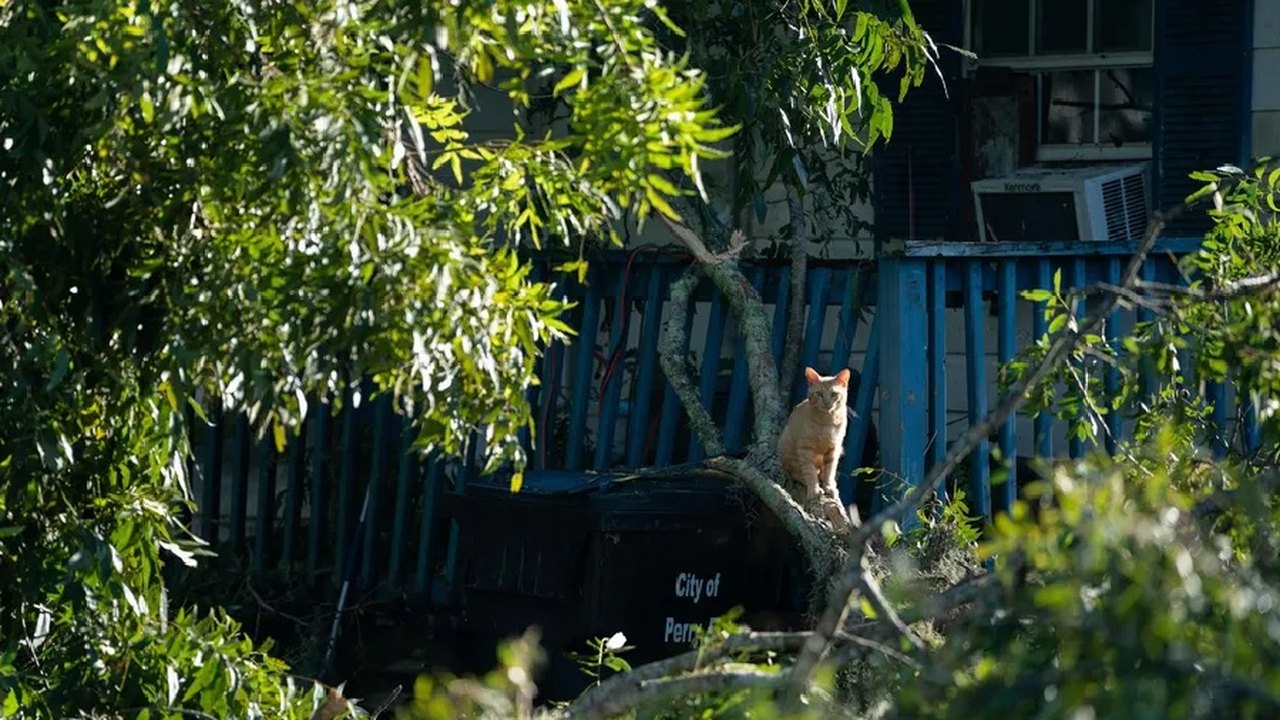 Austrália declara 'guerra a gatos' e estuda liberar caça e eutanásia de felinos