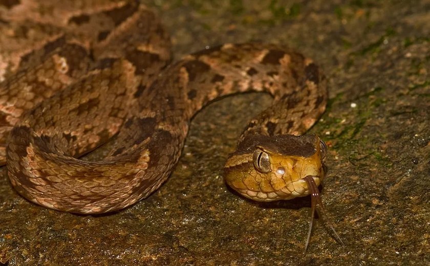 Cobras, escorpiões e traficantes: veja os 10 maiores perigos do Darién, rota migratória que bate recordes